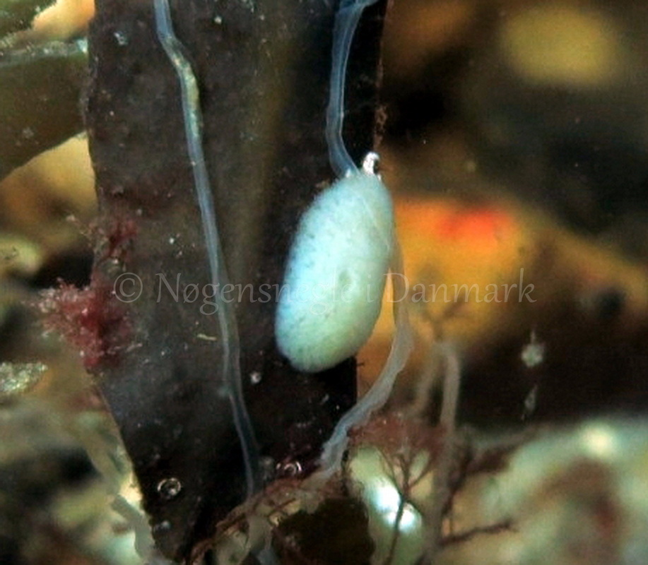 Foto: Dan Holm ....... Jorunna tomentosa -- www.nudibranchia.dk