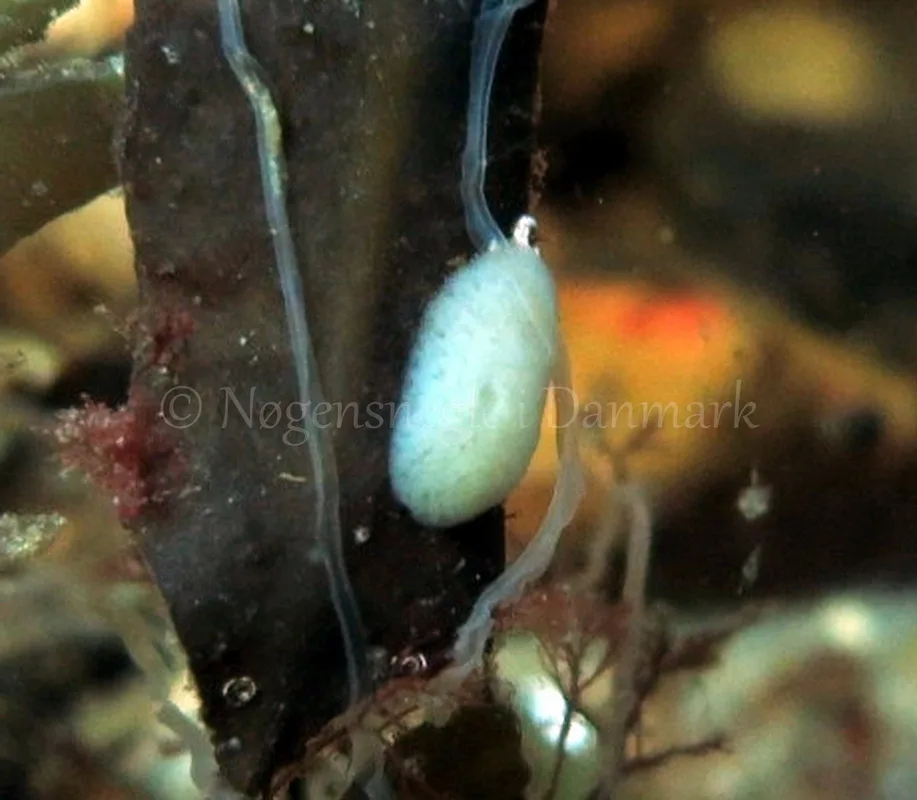Foto: Dan Holm ....... Jorunna tomentosa -- www.nudibranchia.dk