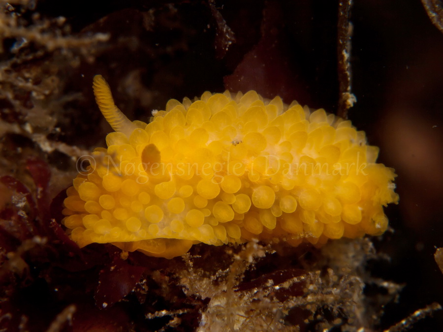 Foto: Jørn Ari ....... Adalaria proxima - www.nudibranchia.dk - Nøgensnegle i Danmark