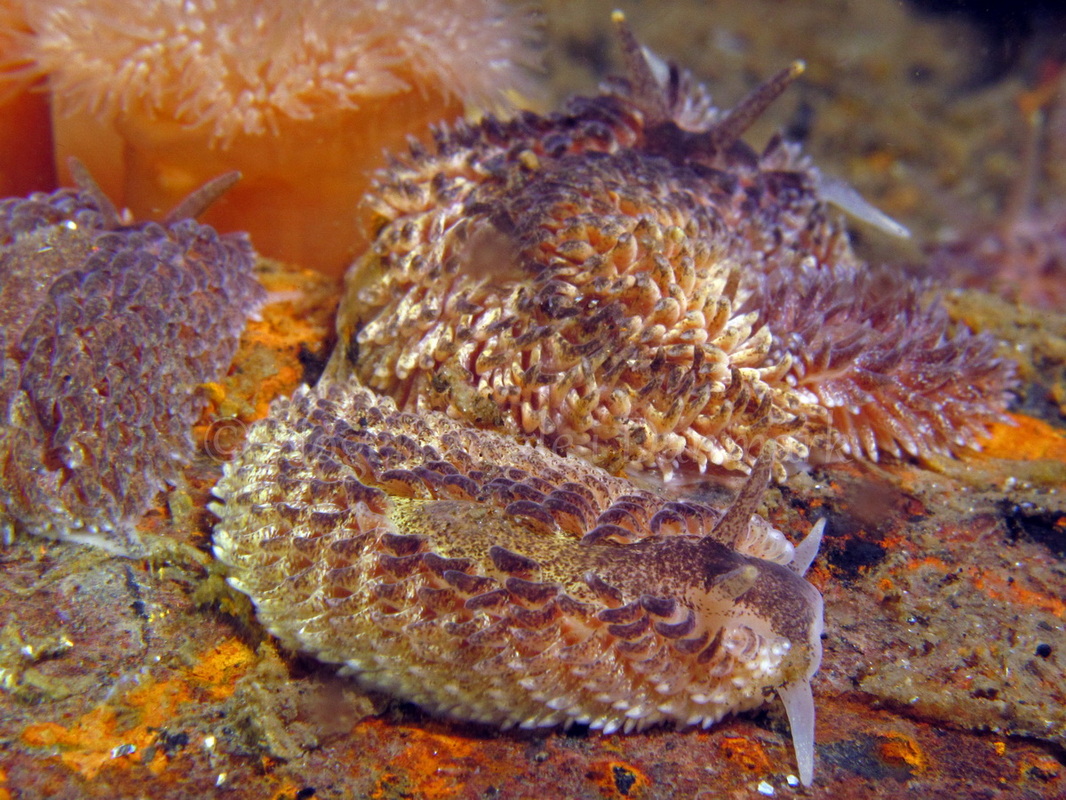 Foto: Kim Nygaard....... Aeolidia papillosa -- www.nudibranchia.dk --