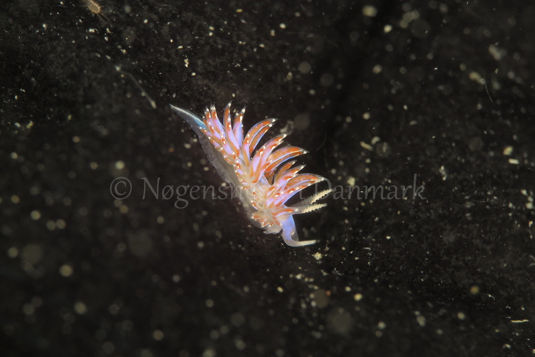 Foto: Ib Sørensen ....... Facelina auriculata -- www.nudibranchia.dk