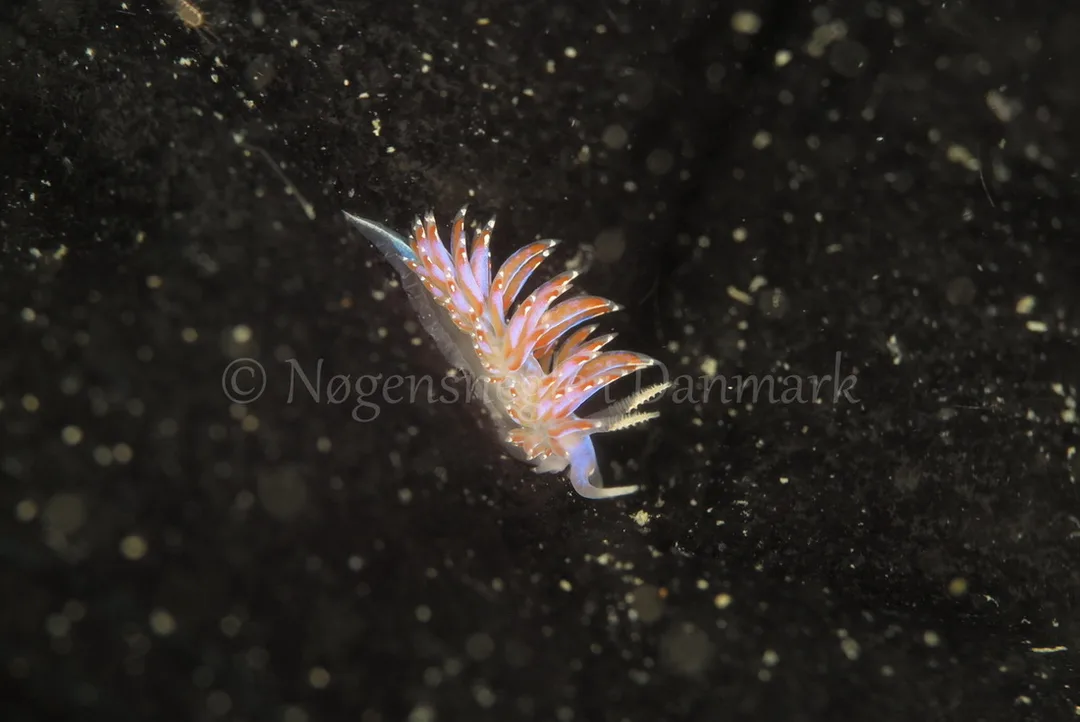 Foto: Ib Sørensen ....... Facelina auriculata -- www.nudibranchia.dk