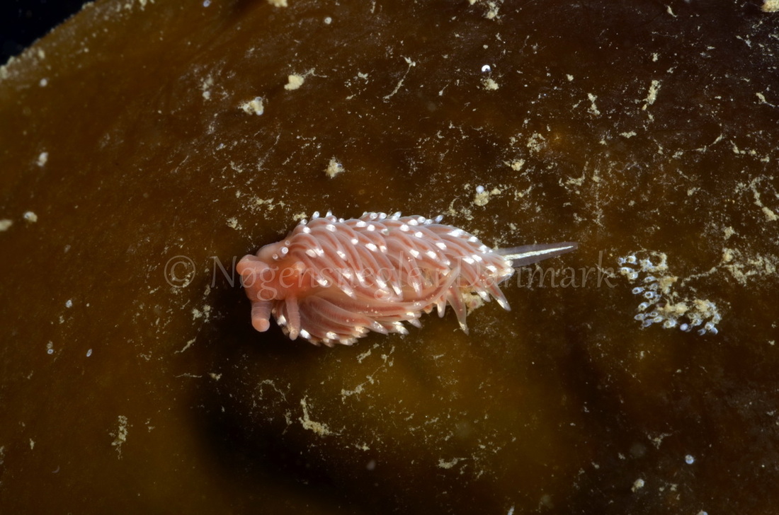 Foto: Jørn Ari ....... Facelina bostoniensis -- www.nudibranchia.dk