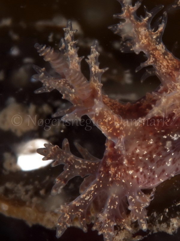 Foto: Jørn Ari ....... Dendronotus frondosus - www.nudibranchia.dk - Nøgensnegle i Danmark