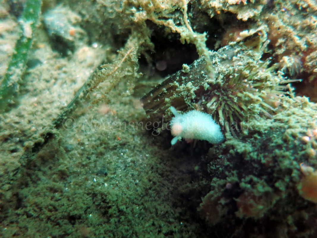 Foto: Dan Holm ....... Acanthodoris pilosa-- www.nudibranchia.dk