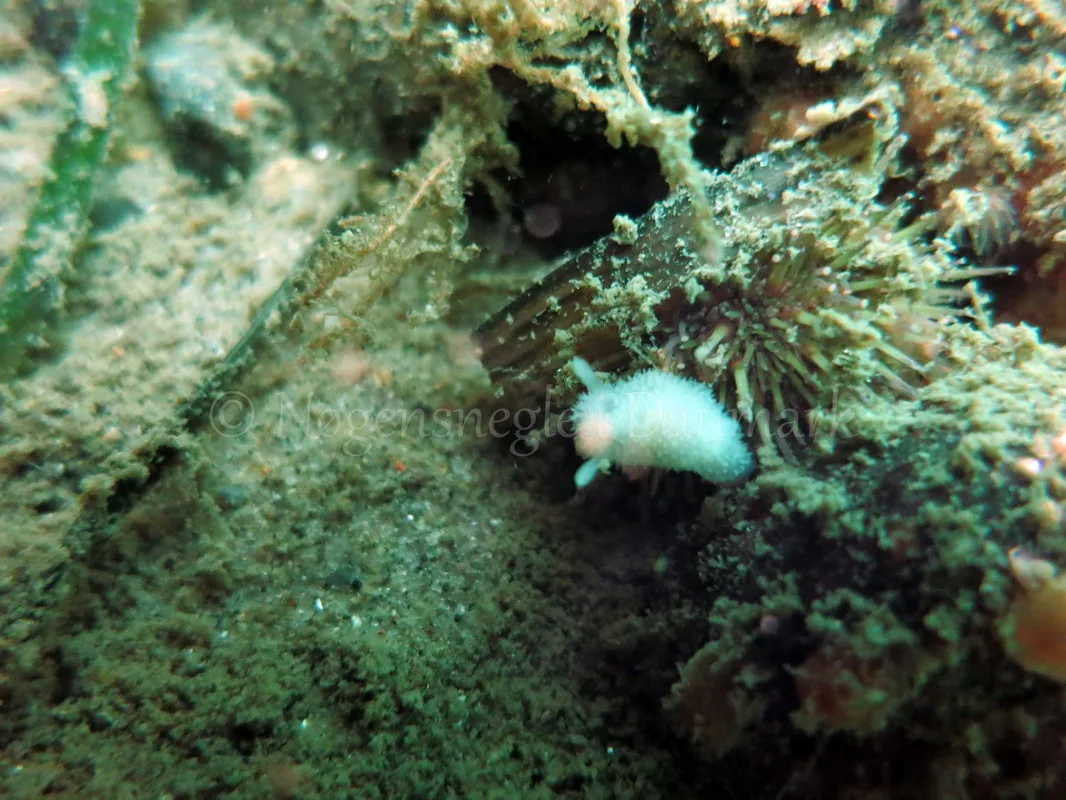 Foto: Dan Holm ....... Acanthodoris pilosa-- www.nudibranchia.dk