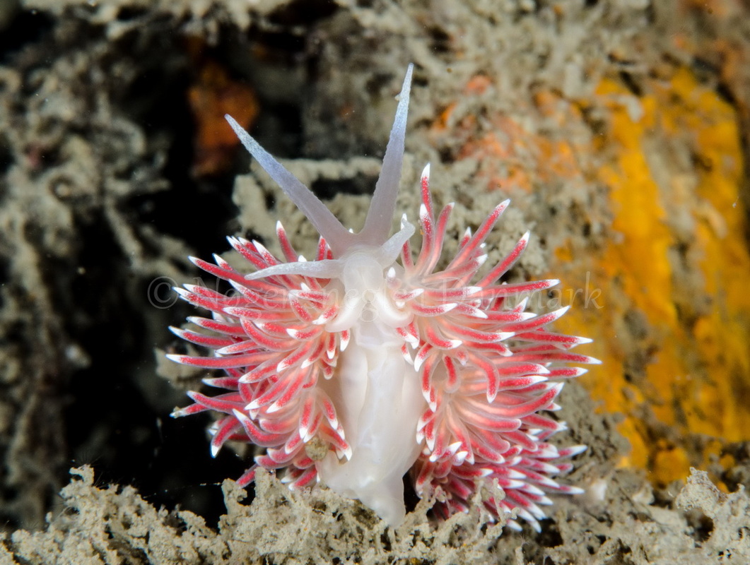 Foto: René B. Andersen ....... Flabellina pellucida -- www.nudibranchia.dk
