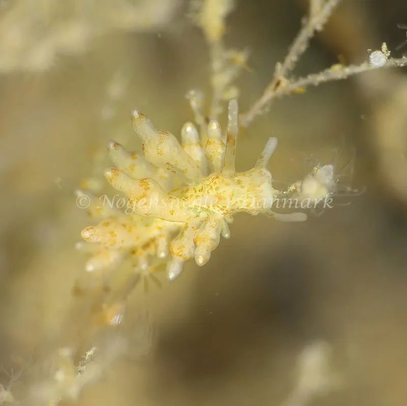 Eubranchus exiguus - Lyngsbo Strand - Foto: AnneKatrine Frederiksen
