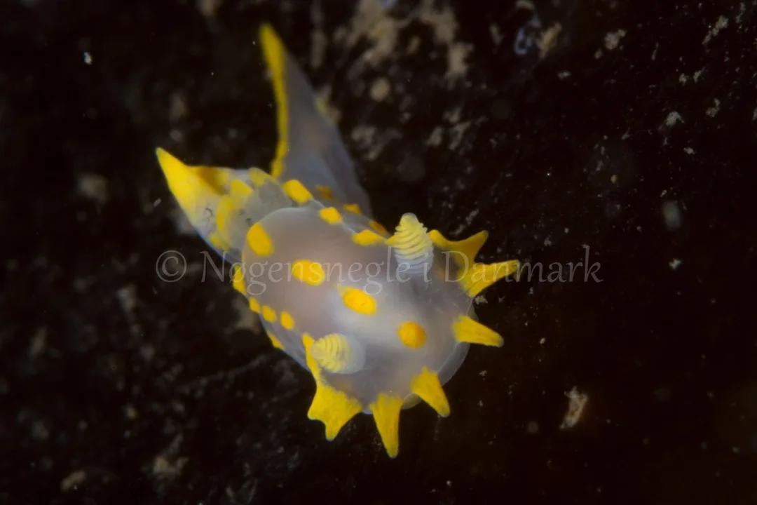 Foto: Poul Erik Rasmussen ....... Polycera quadrilineata -- www.nudibranchia.dk