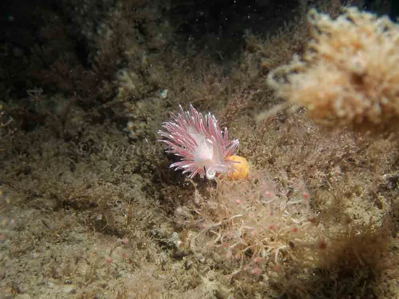 Coryphella lineata - Otto S/S (Vrag) - Foto: Kenneth Krull