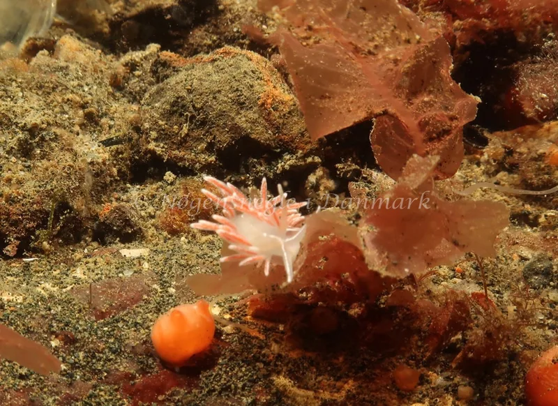 Gulenia monicae - Ammoniakhavnen - Foto: Søren Skov Nielsen