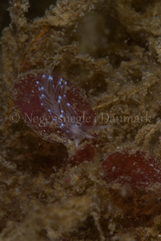 Foto: Poul Erik Rasmussen ....... Cuthona concinna-- www.nudibranchia.dk