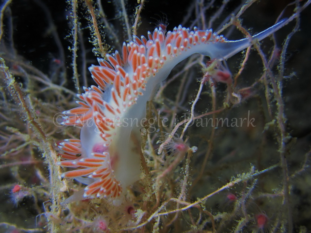 Foto: Claus Neupart ....... Flabellina verrucosa - www.nudibranchia.dk - Nøgensnegle i Danmark