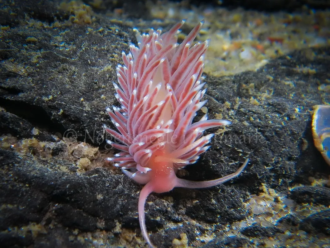 Foto: Claus Neupart....... Facelina bostoniensis -- www.nudibranchia.dk