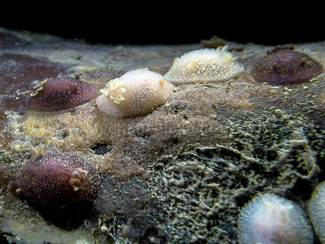 Foto: Hrumpf ....... Acanthodoris pilosa - www.nudibranchia.dk - Nøgensnegle i Danmark