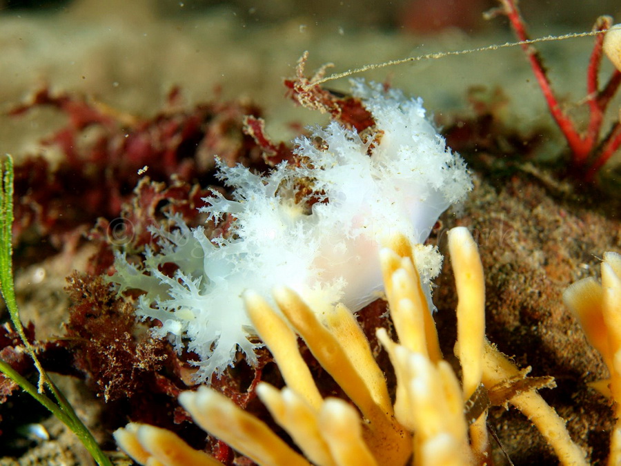 Foto: Michael Christensen ....... Dendronotus frondosus - www.nudibranchia.dk - Nøgensnegle i Danmark