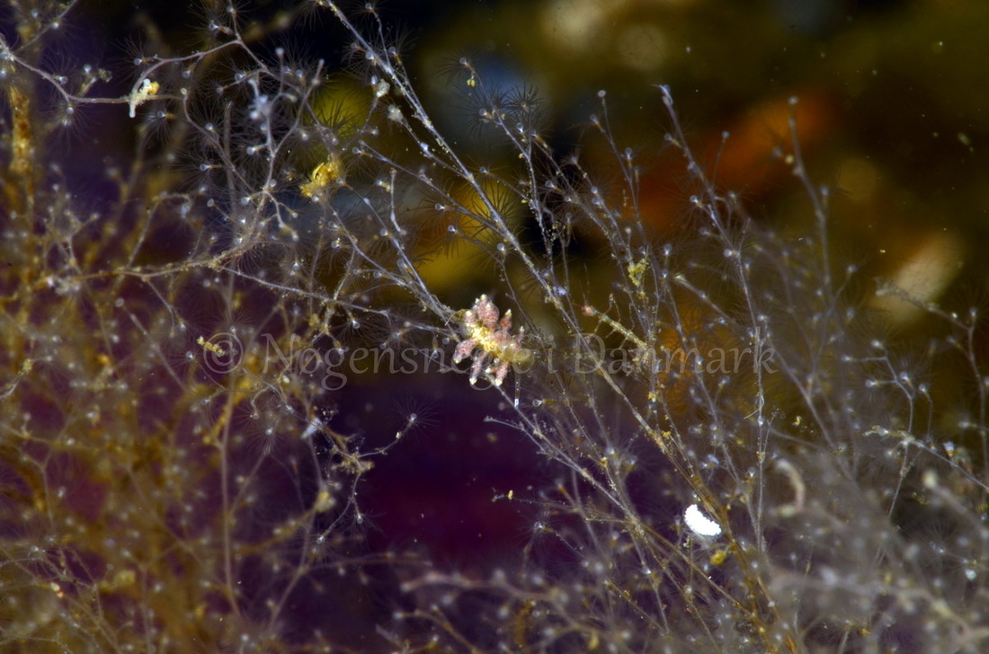 Foto: Jørn Ari....... Eubranchus rupium  - www.nudibranchia.dk --