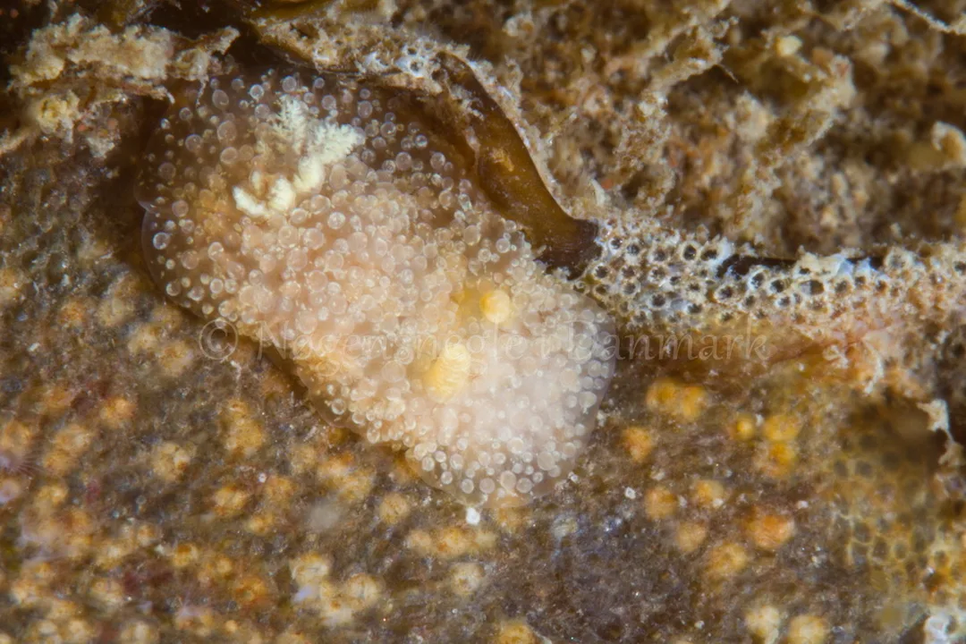 Foto: Poul Erik Rasmussen ....... Acanthodoris pilosa-- www.nudibranchia.dk