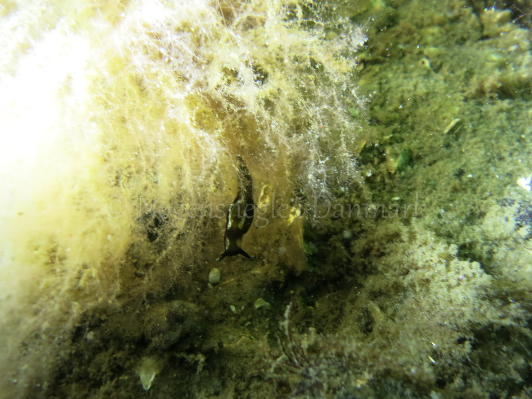 Foto: Emil Vesterager ....... Elysia viridis -- www.nudibranchia.dk
