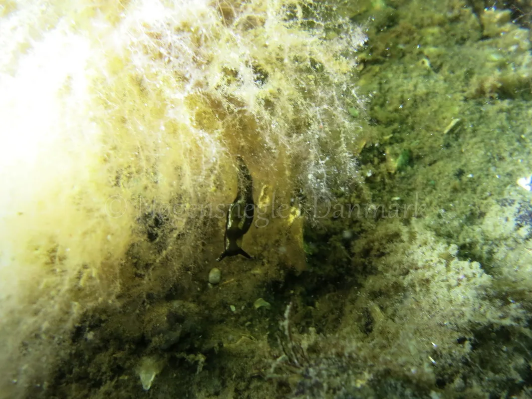 Foto: Emil Vesterager ....... Elysia viridis -- www.nudibranchia.dk