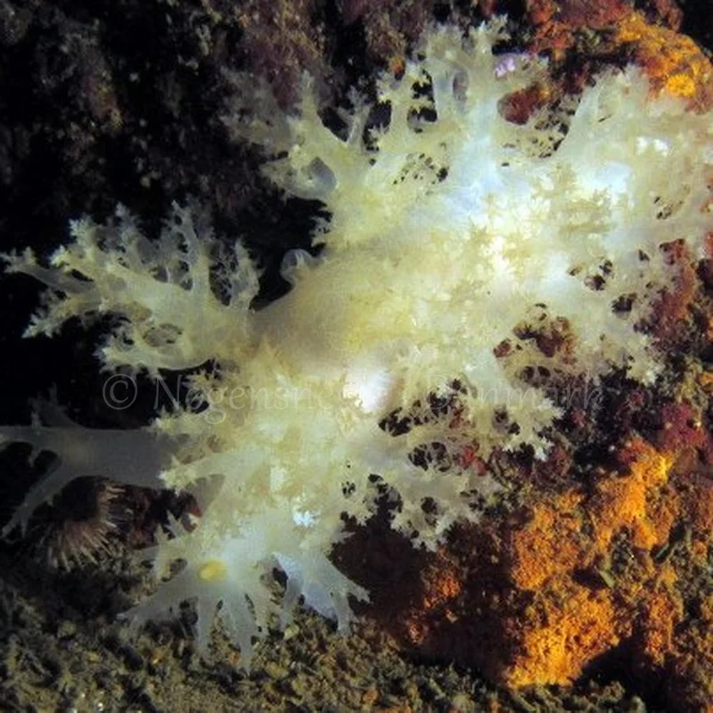 Foto: Kim Nygaard ....... Dendronotus frondosus - www.nudibranchia.dk - Nøgensnegle i Danmark