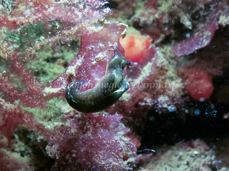Elysia viridis - Lyngsbo Strand - Foto: AnneKatrine Frederiksen