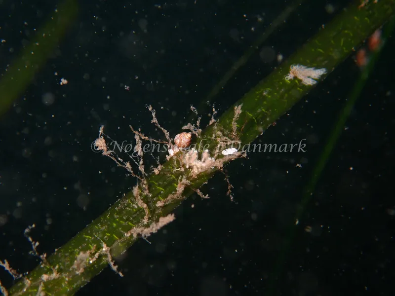 Eubranchus exiguus - Havheksen - Foto: Luna Fomsgaard