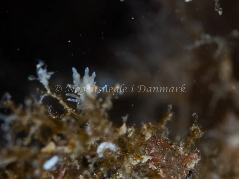 Eubranchus rupium - Ammoniakhavnen - Foto: Michael Christensen