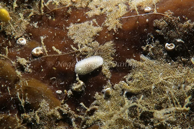 Onchidoris muricata - Ammoniakhavnen - Foto: AnneKatrine Frederiksen