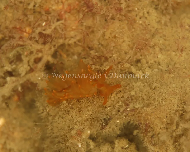 Amphorina andra - Crescent (Vrag) - Foto: Ib Sørensen