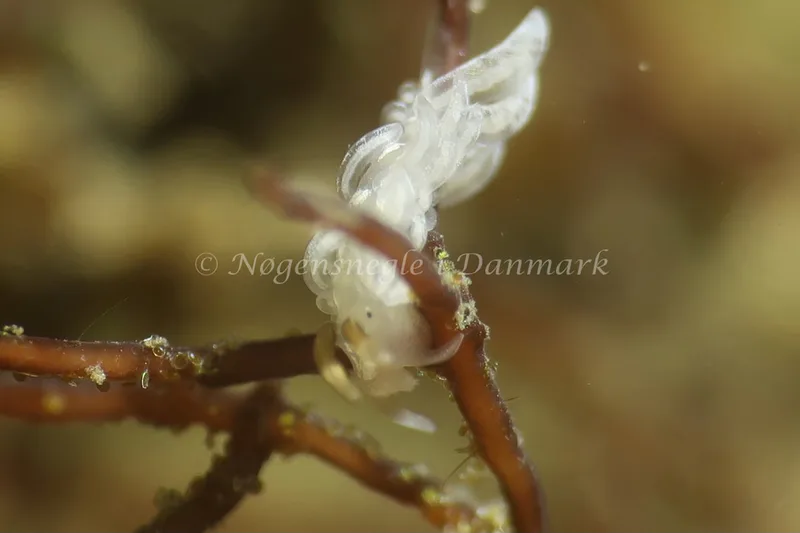 Favorinus branchialis - Lyngsbo Strand - Foto: AnneKatrine Frederiksen