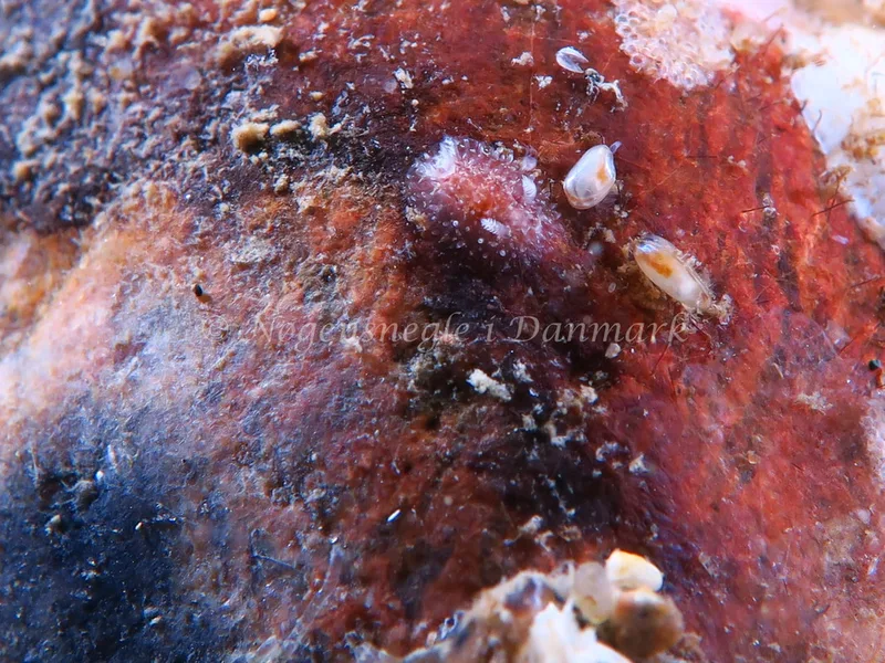 Acanthodoris pilosa - Søbadet Stenrev - Foto: HP Ølgaard