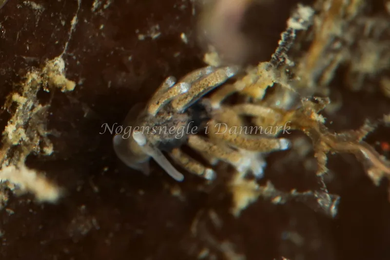 Tenellia adspersa - Tjærepletten - Foto: AnneKatrine Frederiksen