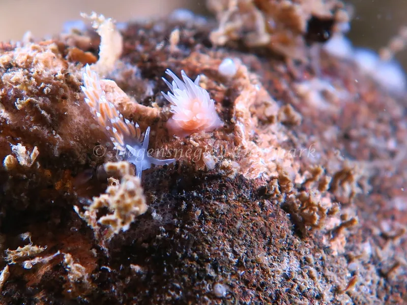 Coryphella verrucosa rufibranchialis - Søbadet Stenrev - Foto: HP Ølgaard