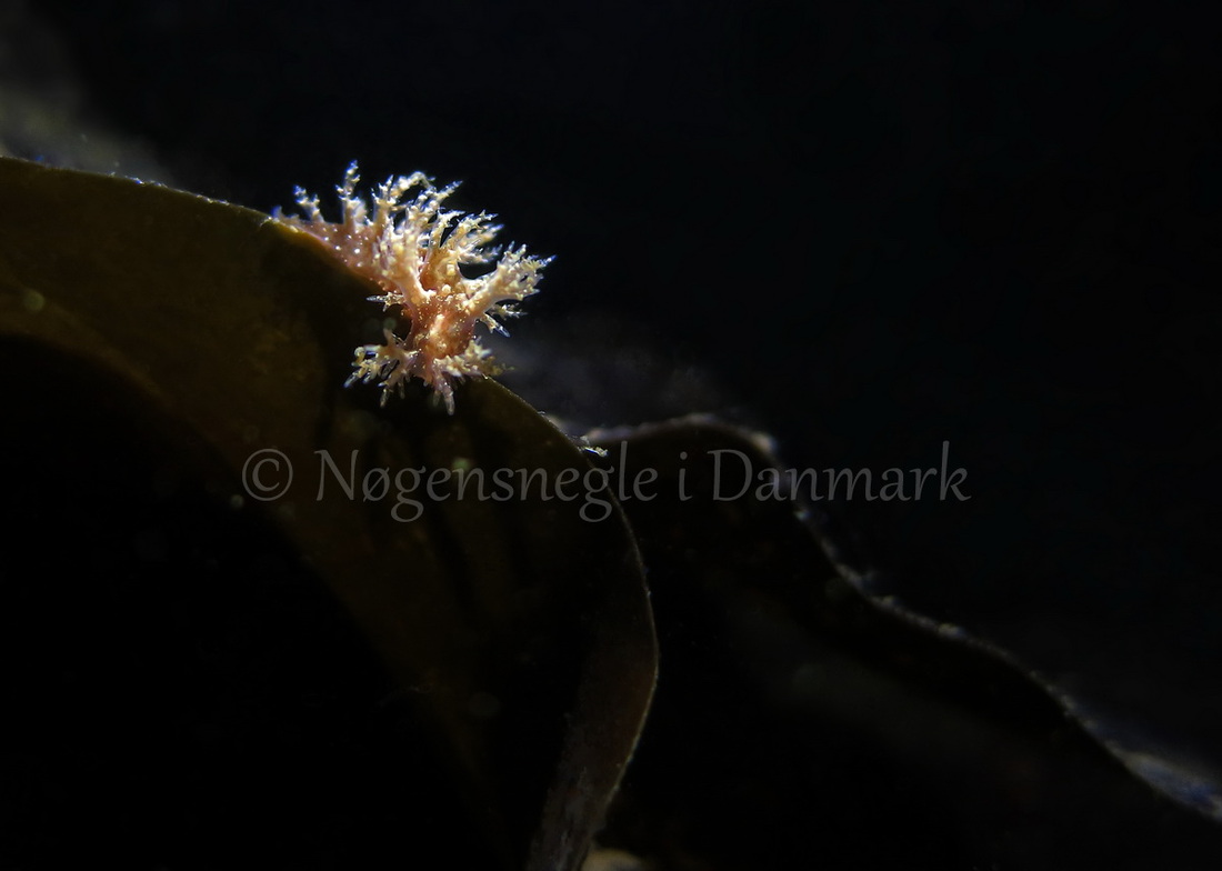 Foto: Anders Skov Hansen ....... Dendronotus frondosus -- www.nudibranchia.dk