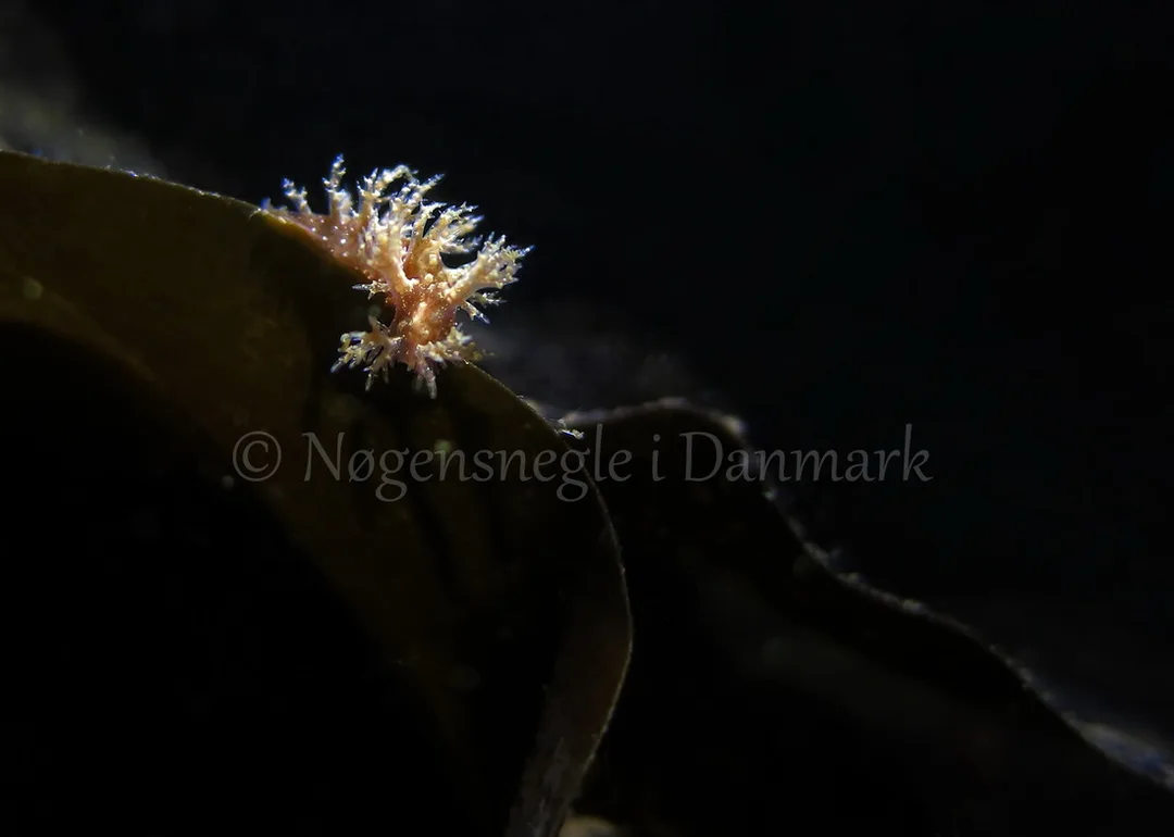 Foto: Anders Skov Hansen ....... Dendronotus frondosus -- www.nudibranchia.dk
