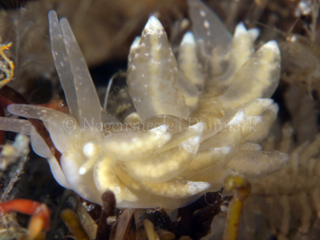 Foto: Martin Allen ....... Eubranchus sp -- www.nudibranchia.dk