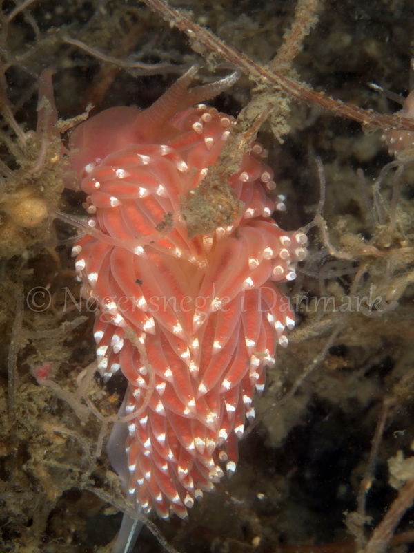 Foto: Jørn Ari ....... Facelina bostoniensis - www.nudibranchia.dk - Nøgensnegle i Danmark