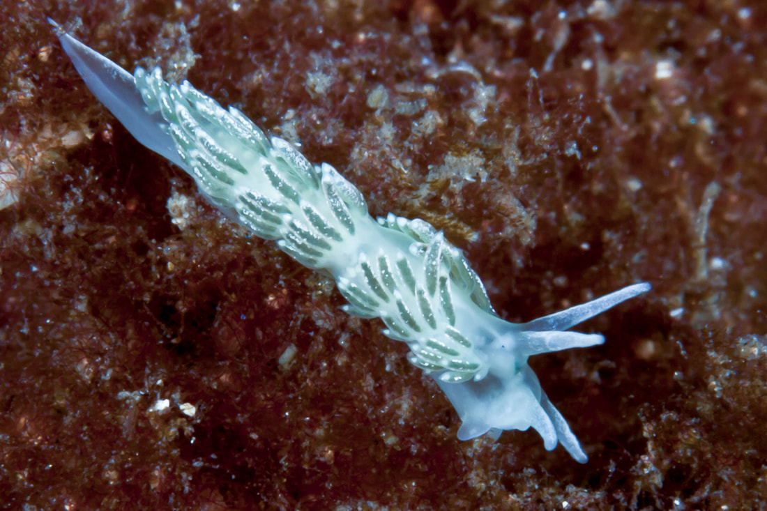 Diaphoreolis viridis med grønne tarmkanaler i cerata, tværgående ceratarækker og lyst pigmentbånd.