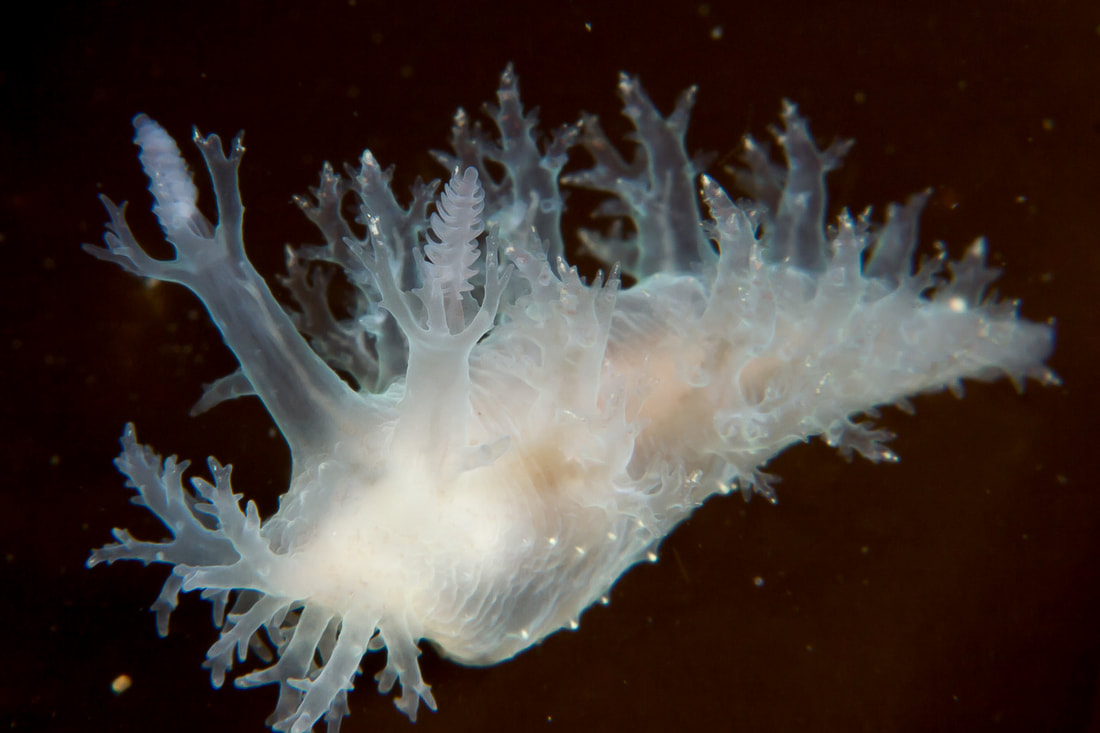 Dendronotus lacteus Black Box med mælkehvid krop, forgrenede rygudvækster og lamellate rhinoforer.