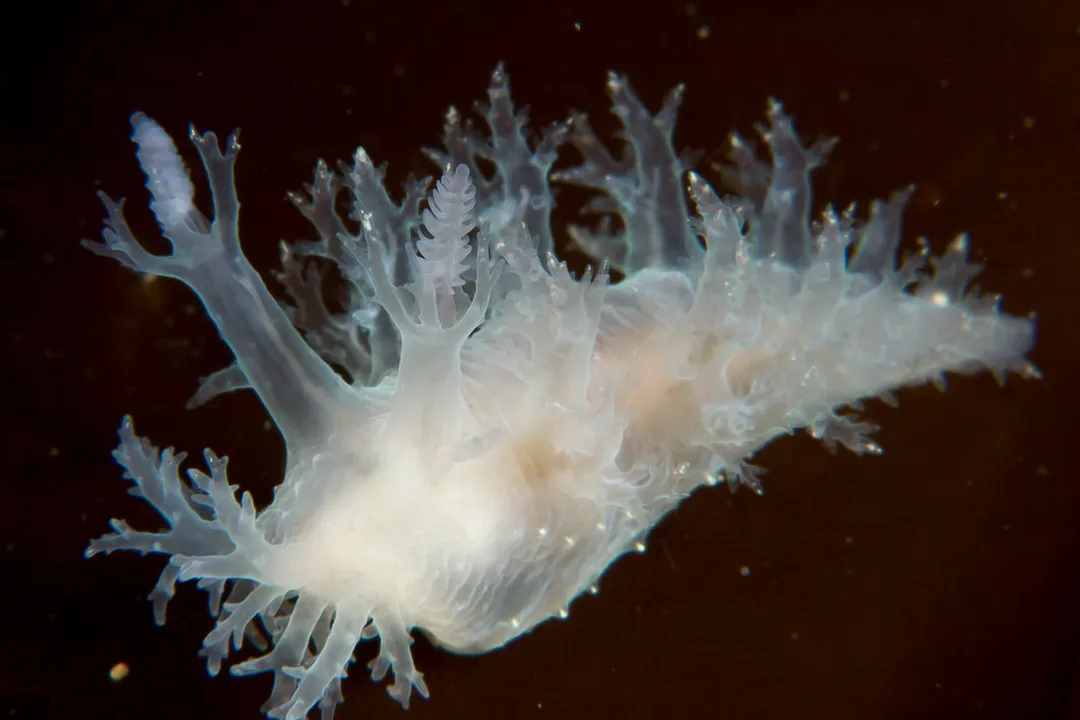 Dendronotus lacteus Black Box med mælkehvid krop, forgrenede rygudvækster og lamellate rhinoforer.