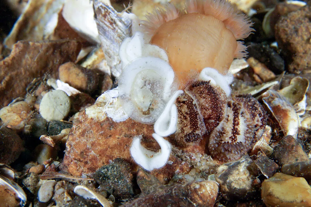 Onchidoris bilamellata nøgensnegl fundet i danske farvande på sten og alger