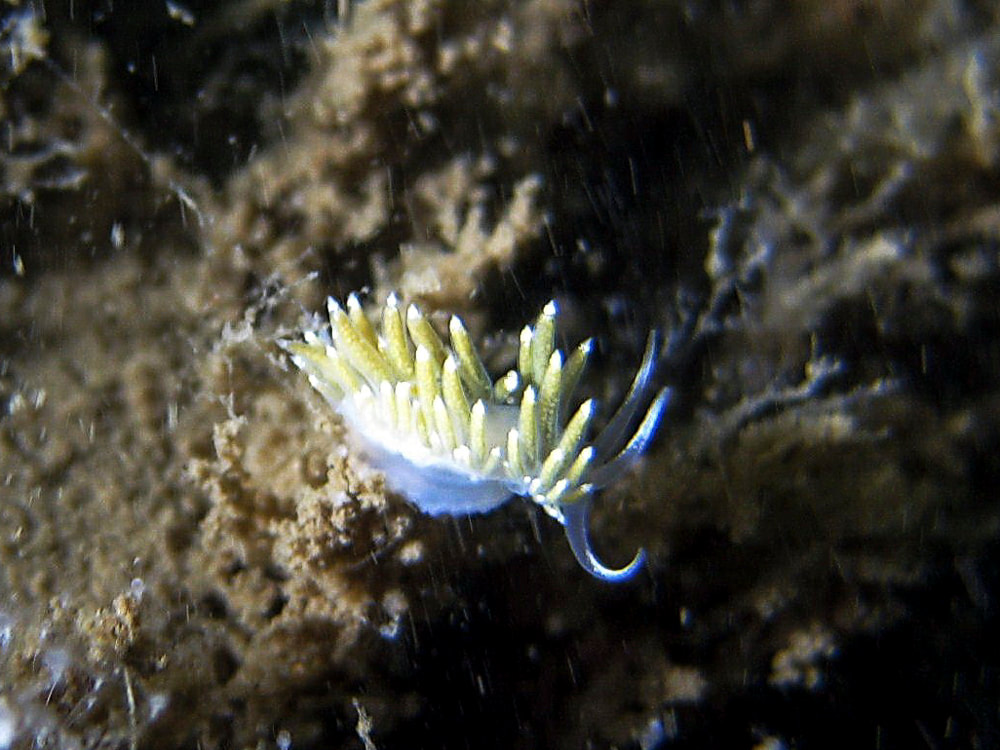 Tenellia pustulata fotograferet af Claus Neupart, 2011