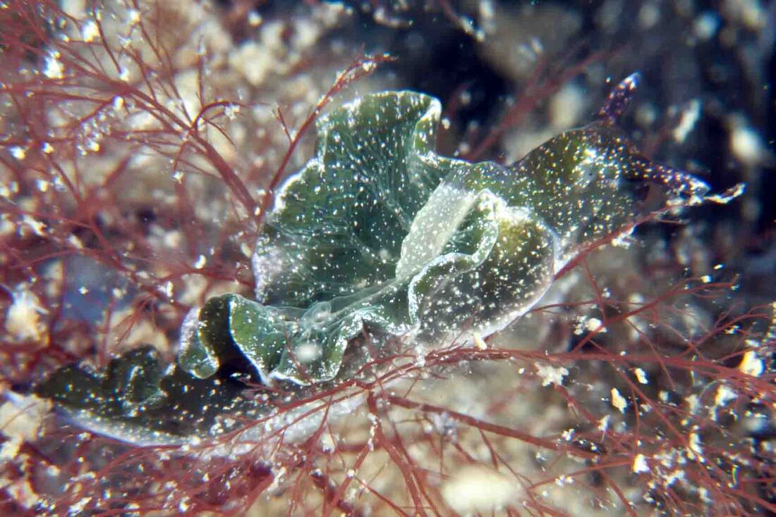 Elysia viridis, grønlig grundfarve med hvid parapodierand og iriserende blå pletter.