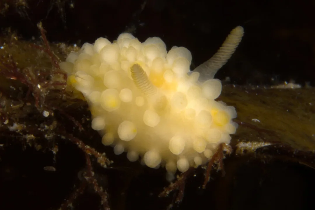 Adalaria proxima med gulorange kappe, spidse kappetuberkler og synlige rhinoforer.