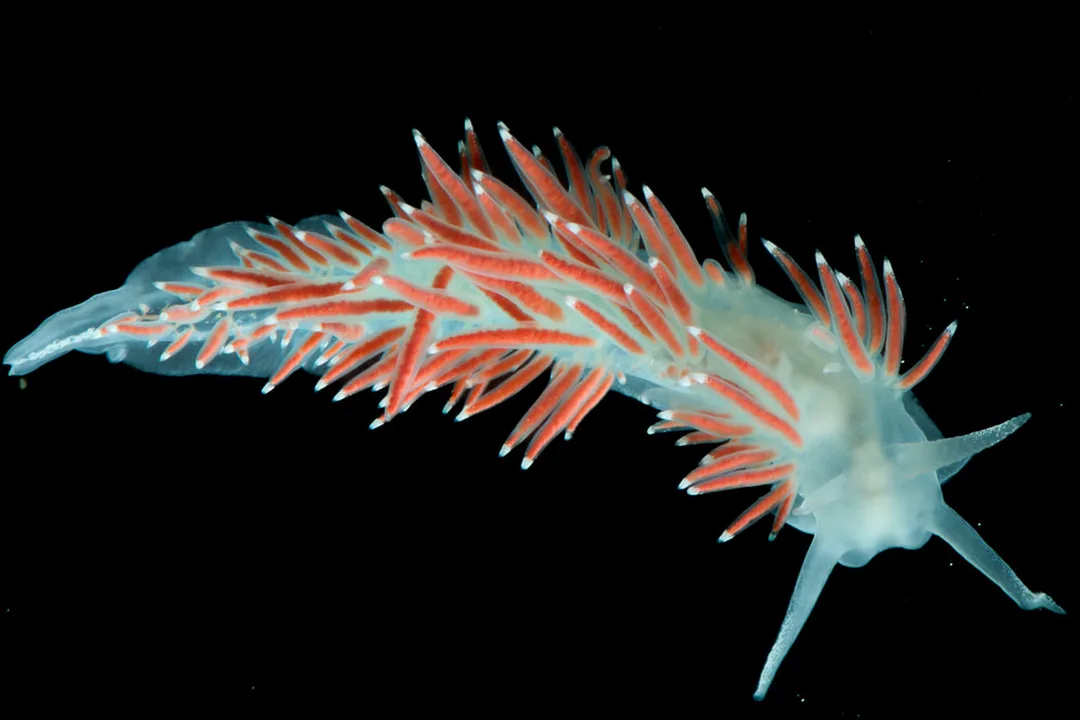 Coryphella verrucosa rufibranchialis (Black Box) – slank krop, lange gruppevise cerata med røde/orange kirtler, lys ring og klare spidser.