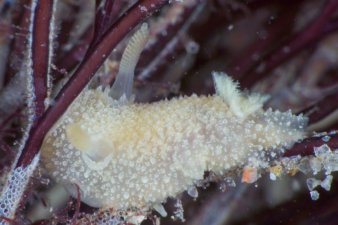 Acanthodoris pilosa; lys dorid med koniske tuberkler, lamellate rhinoforer og stor forgrenet gællebusk.