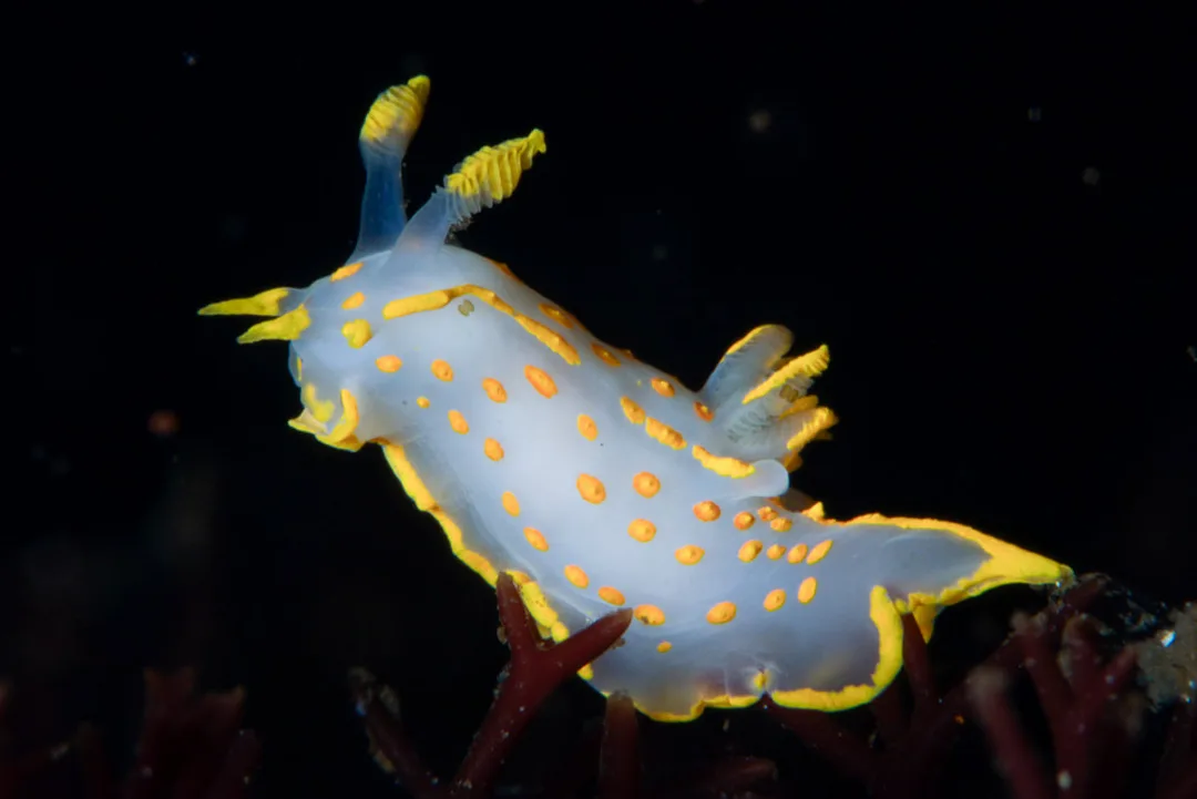 Polycera quadrilineata nøgensnegl med markante gule og sorte advarselsfarver