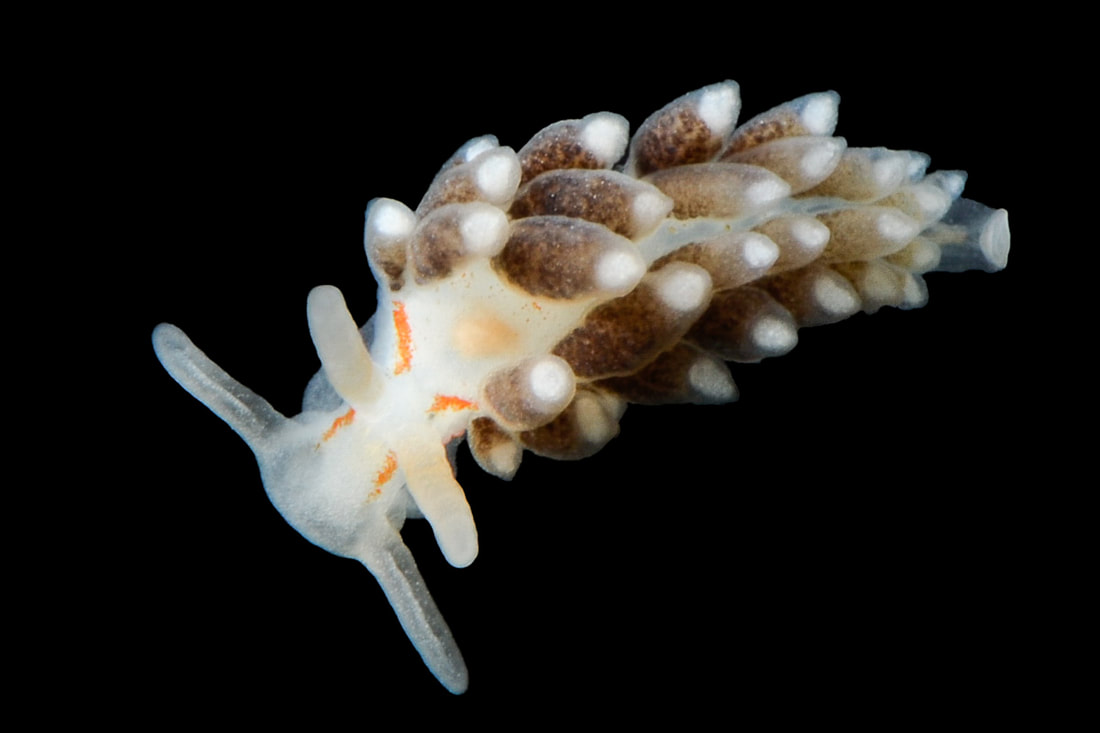 Tenellia foliata (Black Box) – hvid semitransparent krop, orange længdebånd og cerata med brunlig tarmkanal og lyse spidser.