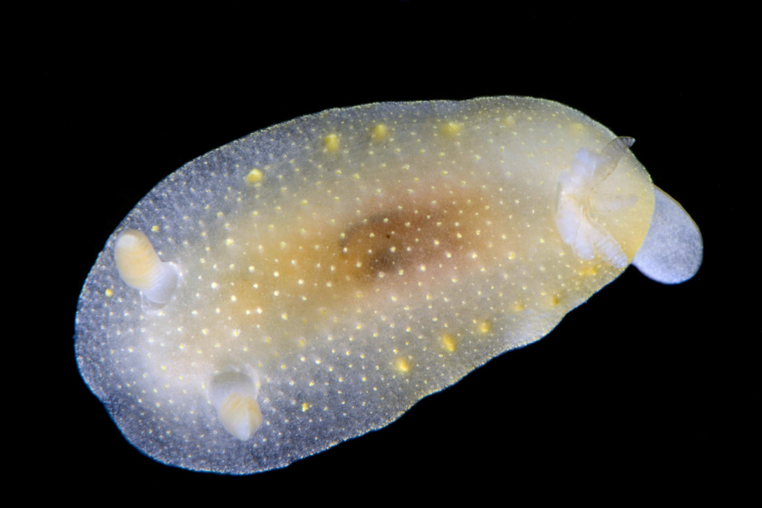 Cadlina laevis (Black Box) med flad, oval krop, små kappevorter og lamellerede rhinoforer.